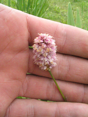 Polygonum macrophyllum — photo