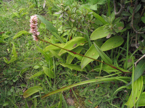 Polygonum macrophyllum