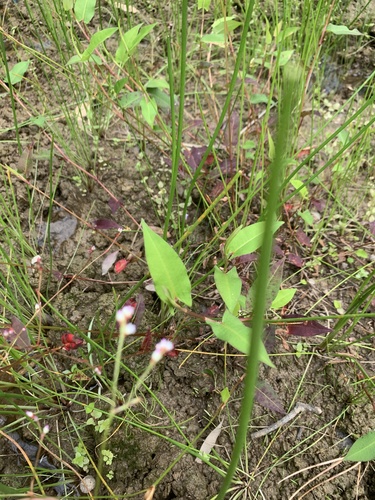 Polygonum muricatum (Jabuit) — photo