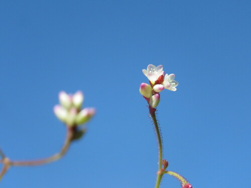 Polygonum muricatum (Jabuit) — photo