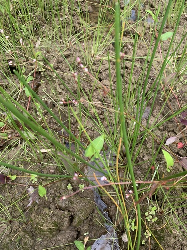 Polygonum muricatum