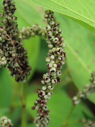 Polygonum omerostromum — photo