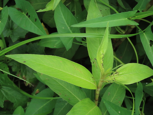 Polygonum omerostromum — photo