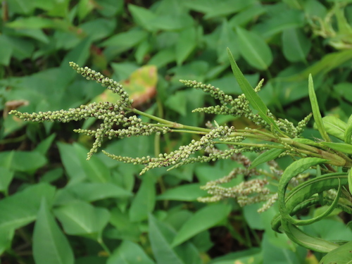 Polygonum omerostromum