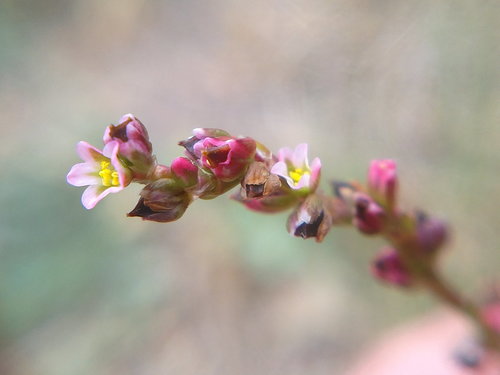 Polygonum patulum — photo