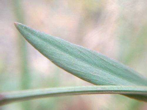 Polygonum patulum — photo