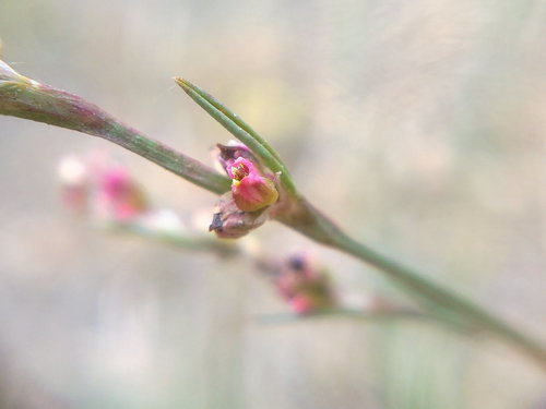 Polygonum patulum