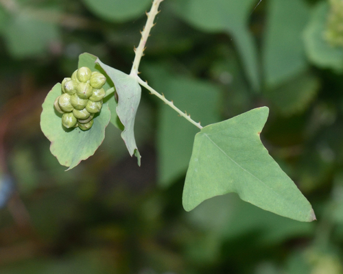 Polygonum perfoliatum — photo