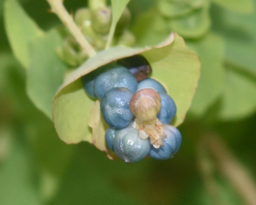 Polygonum perfoliatum — photo