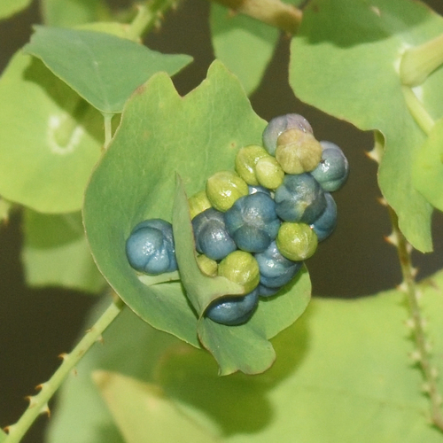 Polygonum perfoliatum