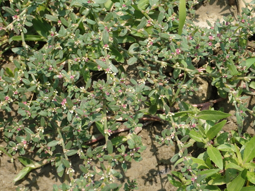 Polygonum plebeium (Small knotweed) — photo