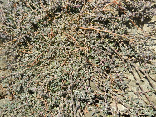 Polygonum plebeium (Small knotweed) — photo