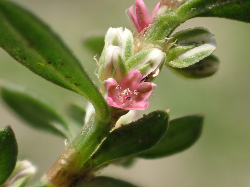Polygonum plebeium