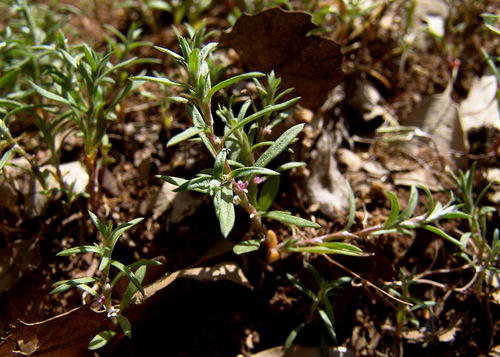 Polygonum polycnemoides — photo