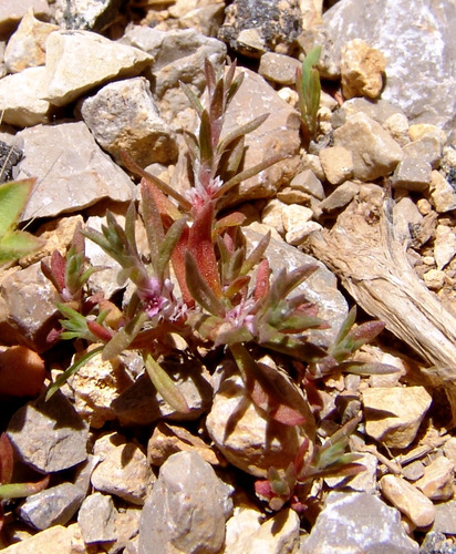 Polygonum polycnemoides — photo