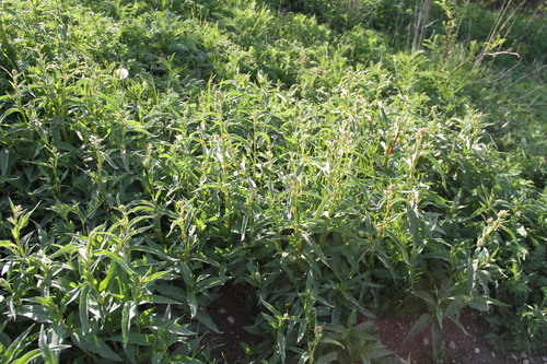 Polygonum polymorphum — photo