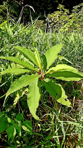 Polygonum polystachyum (Himalayan knotweed) — photo