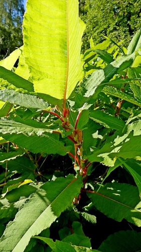 Polygonum polystachyum (Himalayan knotweed) — photo