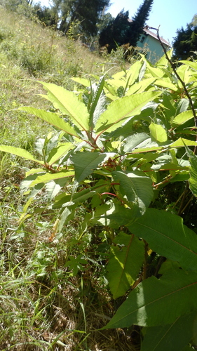 Polygonum polystachyum