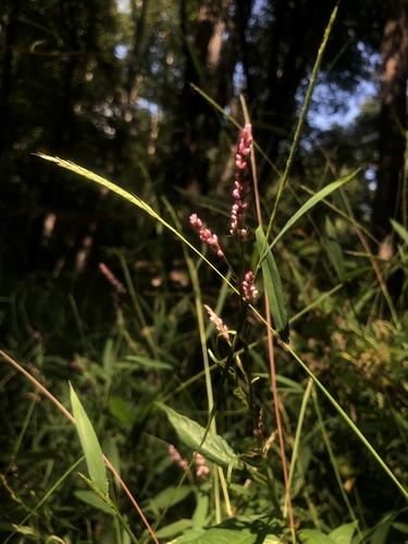 Polygonum posumbu (Kengoi) — photo