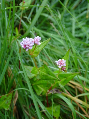 Polygonum runcinatum — photo