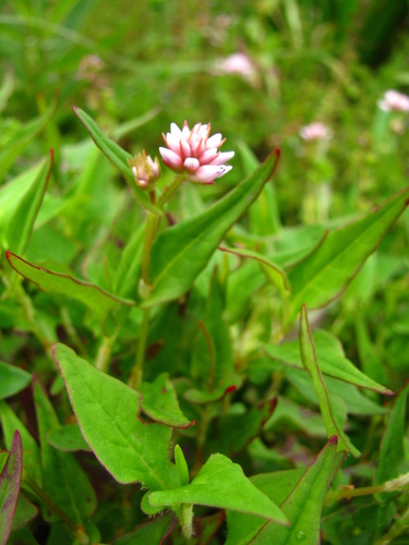 Polygonum runcinatum — photo
