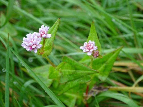Polygonum runcinatum