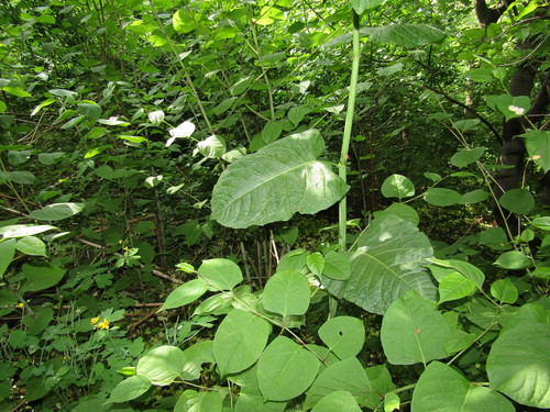 Polygonum sachalinense (Giant knotweed) — photo