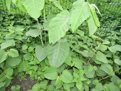 Polygonum sachalinense