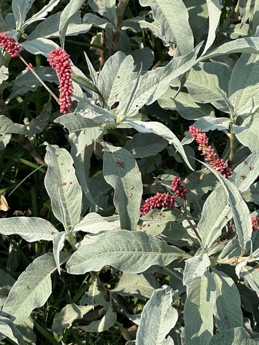 Polygonum senegalense — photo