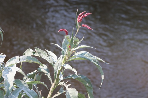 Polygonum senegalense — photo