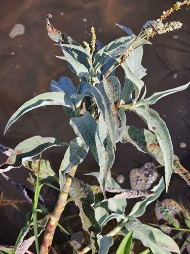 Polygonum senegalense