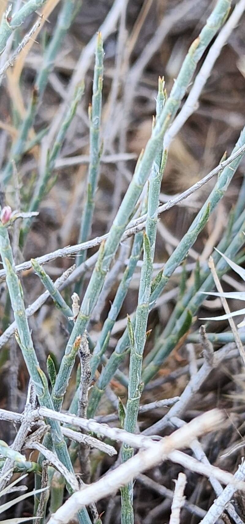 Polygonum setosum — photo