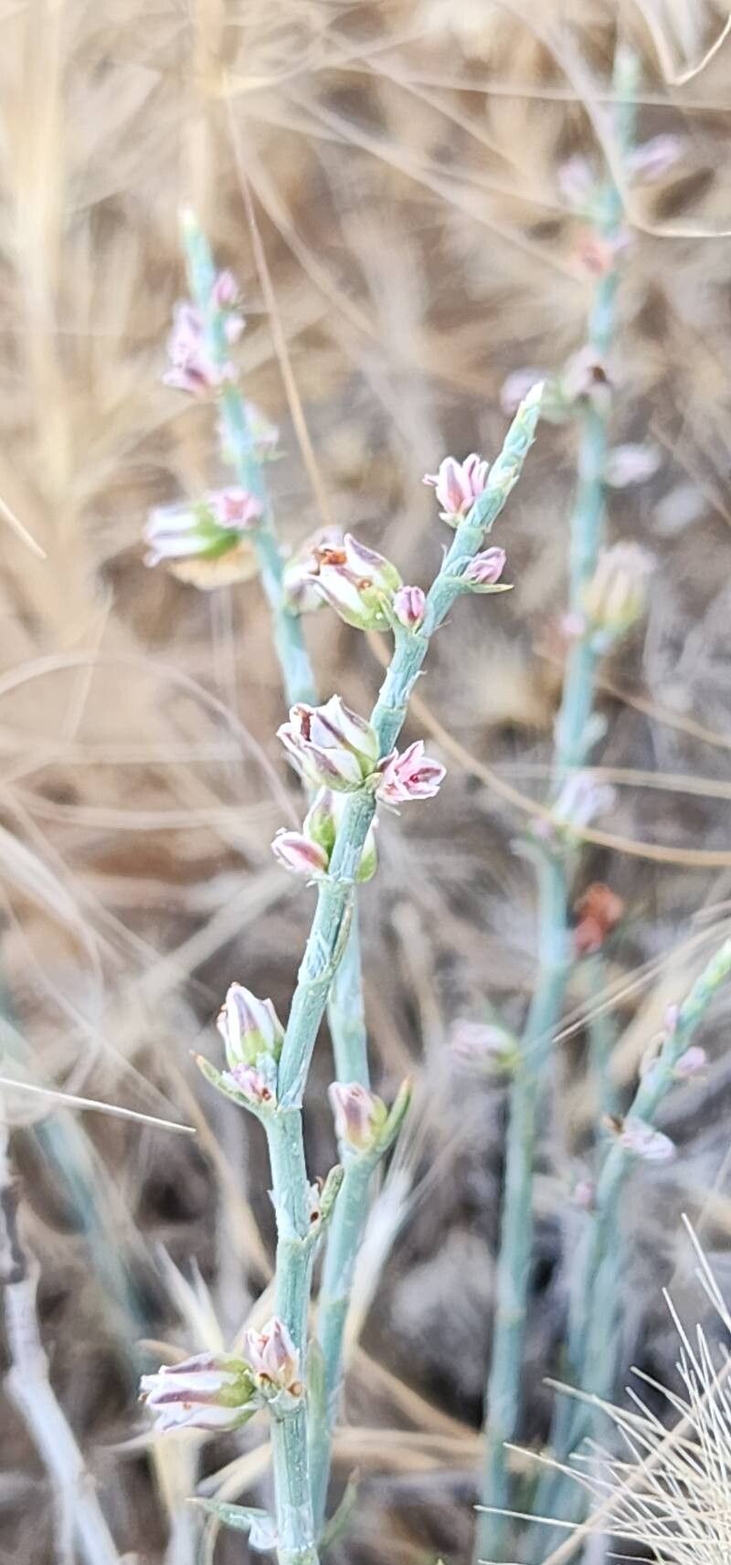 Polygonum setosum — photo