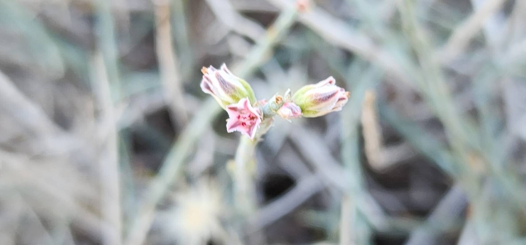 Polygonum setosum