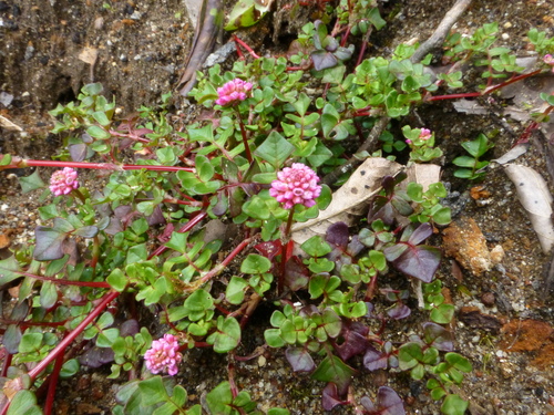 Polygonum sinuatum — photo