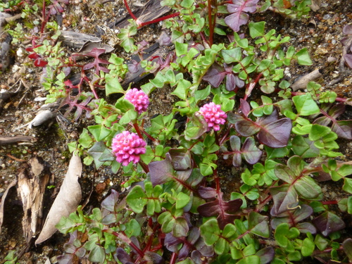 Polygonum sinuatum — photo