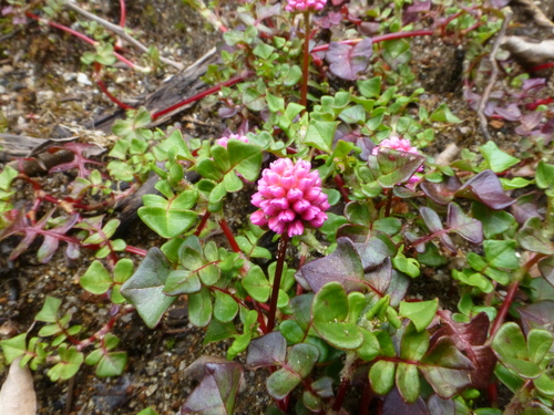 Polygonum sinuatum