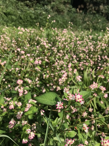 Polygonum thunbergii — photo