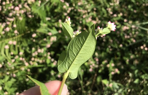 Polygonum thunbergii — photo