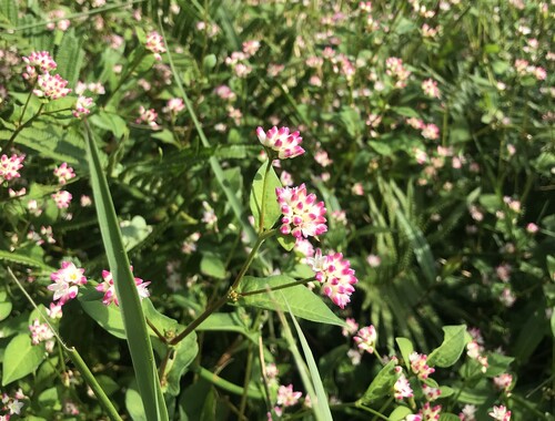 Polygonum thunbergii