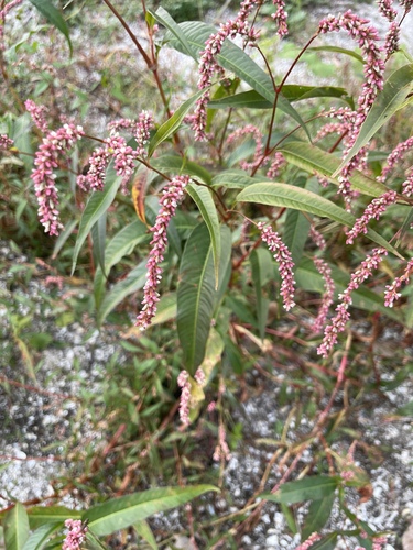 Polygonum tomentosum — photo