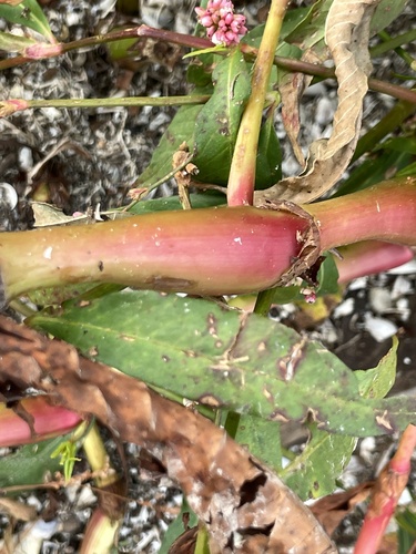 Polygonum tomentosum — photo