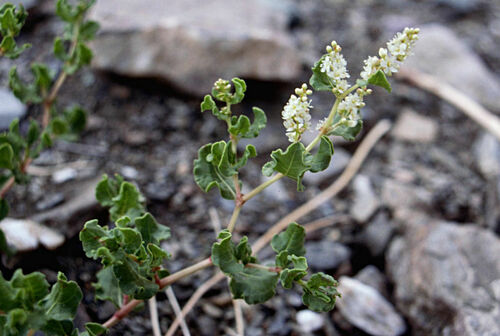 Polygonum tortuosum (Eastern knotweed) — photo