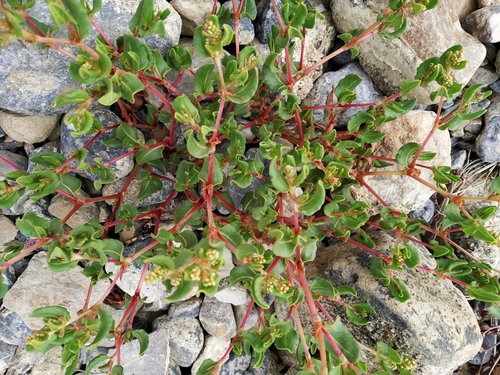 Polygonum tortuosum