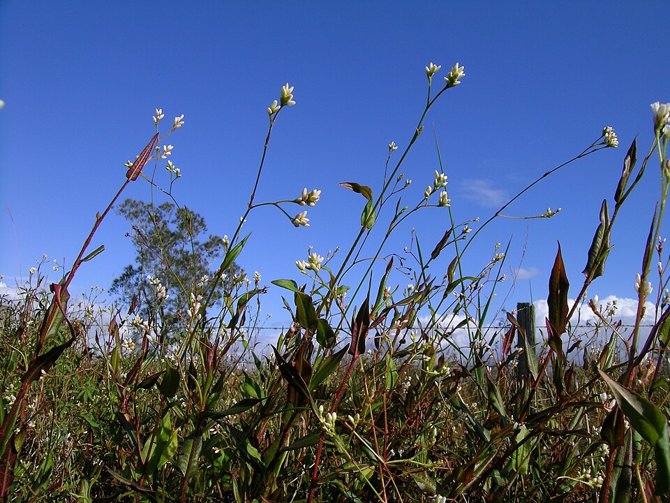 Polygonum truellum — photo