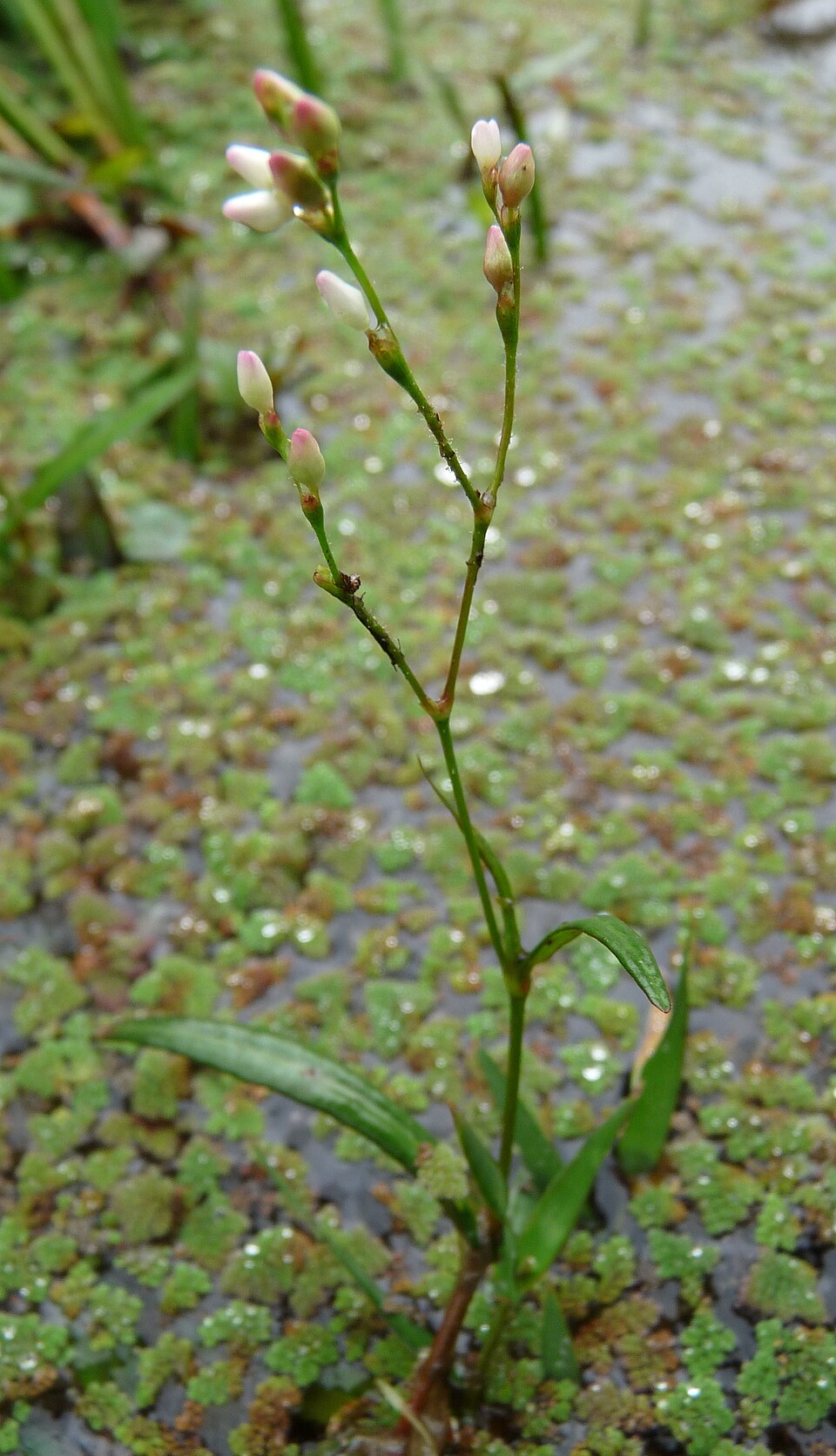 Polygonum truellum