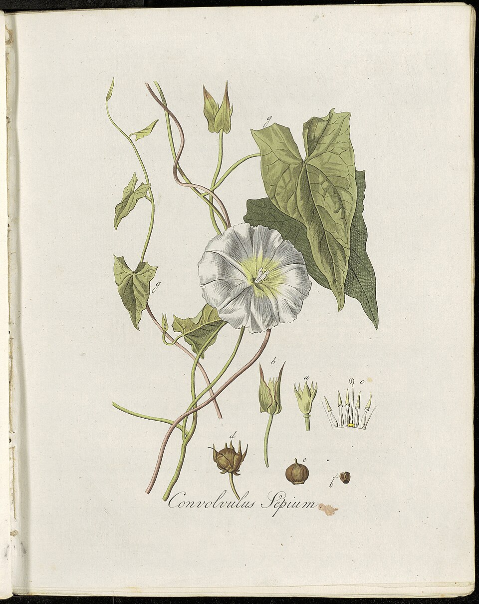 Polygonum verticillatum — photo