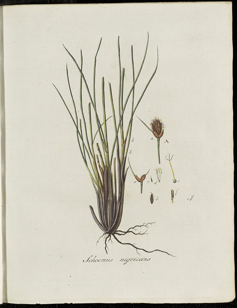 Polygonum verticillatum