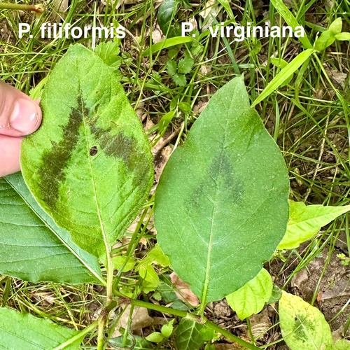Polygonum virginianum — photo